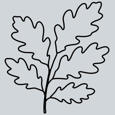 American Oak Icon